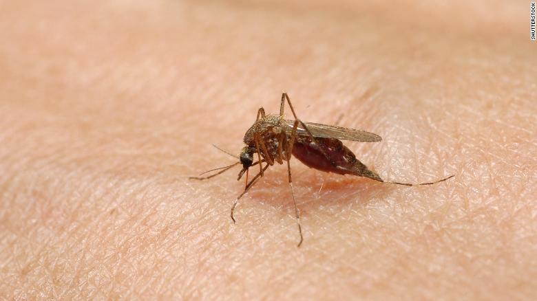 Dangerous Bites-- EEE is a disease spread by mosquitoes. It has recently affected many here in the eastern part of the states.