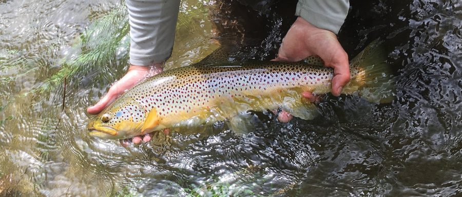 The Farmington River: The Fly-Fishing Capital of Connecticut