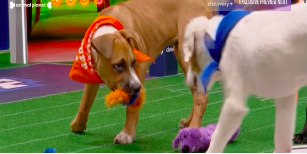 Go Fetch -- Team Ruff’s Big Boss Paulie (left) faces off with an opponent from Team Fluff (right). Paulie was able to score a last minute touchdown to
bring home the Puppy Bowl XVI victory.